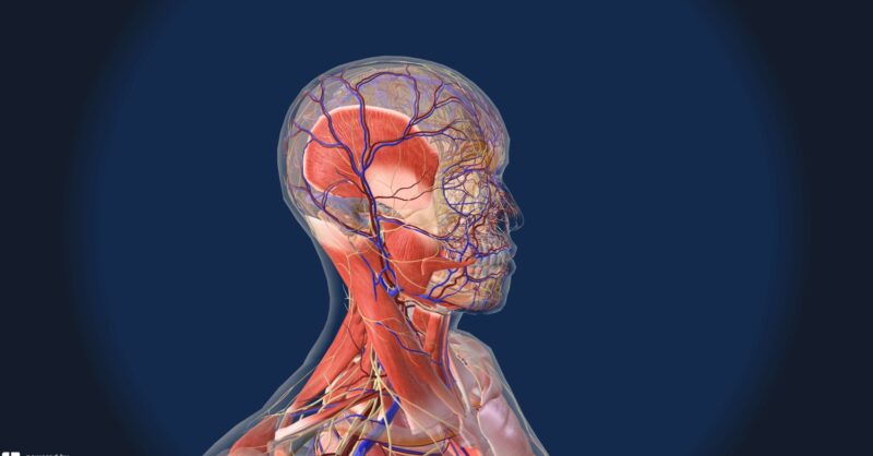 BioDigital Human
